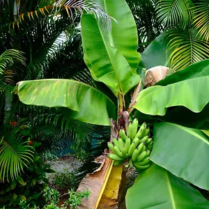 Nid Kreyol , Sainte-Anne (Grande-Terre) Guadeloupe